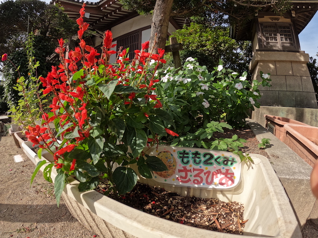 園の植物